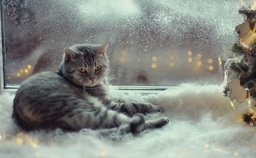 Kış Aylarında Kedinizin Keyfini Yerine Getirecek Şeyler 3